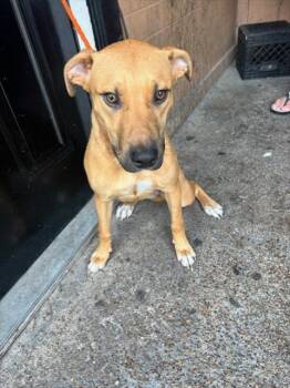 Rescue American Staffordshire Terrier and Mixed Breed Dogs for Adoption in Pasadena, Texas - BELLA | PetCurious