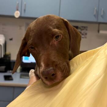 Mixed Breed Dogs Available for Adoption - Penne | PetCurious