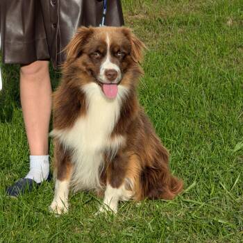 Wilson -  Australian Shepherd Dog for Adoption in Fenton, Michigan - Wilson | PetCurious