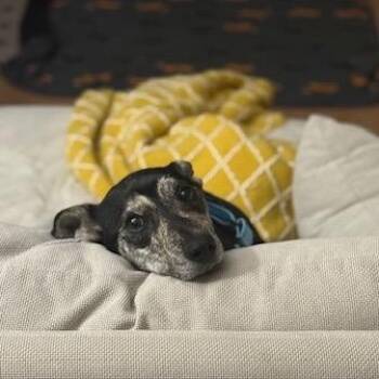 Dash -  Mixed Breed Dog for Adoption in Buffalo, Minnesota - Dash | PetCurious