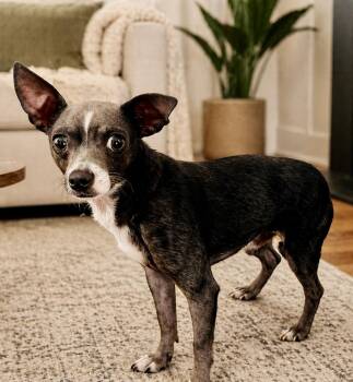 Chihuahua Dogs Available for Adoption in Tifton, Georgia - Kermit | PetCurious