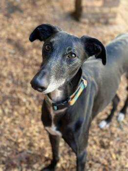 Rescue Galgo Spanish Greyhound Dogs for Adoption in Winchester, Virginia - Axel | PetCurious