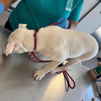 Cloud -  Mixed Breed Dog for Adoption in Las Cruces, New Mexico - Cloud | PetCurious
