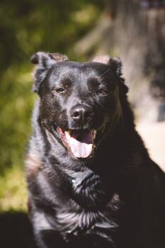 Chow Chow Dogs Available for Adoption in Red Rock, Texas - Siri | PetCurious