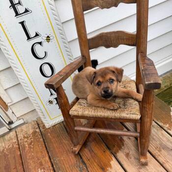 Brown Bear -  Chihuahua and Mixed Breed Dog for Adoption in Jarrettsville, Maryland - Brown Bear | PetCurious