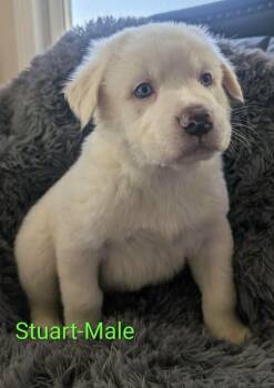 Stuart -  Great Pyrenees Dog for Adoption in Cheektowaga, New York - Stuart | PetCurious