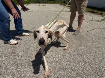 Harley -  Hound Dog for Adoption in Winchester, Indiana - Harley | PetCurious