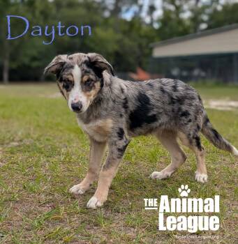 Australian Shepherd Dogs Available for Adoption in Groveland, Florida - Dayton | PetCurious