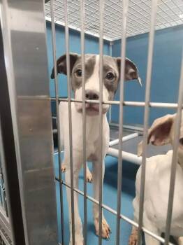 Sissy -  Mixed Breed Dog for Adoption in Wyoming, Michigan - Sissy | PetCurious