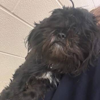 Rescue Shih Tzu Dogs for Adoption in Arlington, Virginia - Elfie | PetCurious