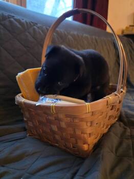 Shar Pei and Cattle Dog Dogs Available for Adoption in New London, Wisconsin - Pepper Jack | PetCurious