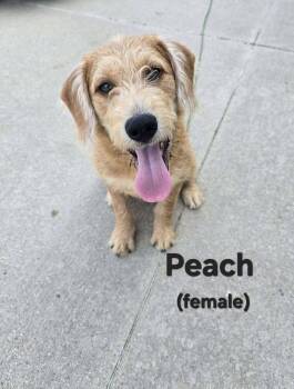 Peach -  Poodle and Terrier Dog for Adoption in West Peoria, Illinois - Peach | PetCurious