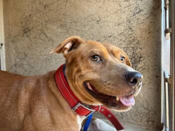A479727 -  Pit Bull Terrier and Mixed Breed Dog for Adoption in Oklahoma City, Oklahoma - A479727 | PetCurious