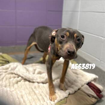 Mixed Breed Dogs Available for Adoption - LYDIA | PetCurious