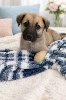 German Shepherd Dog Dogs Available for Adoption - Ranger  | PetCurious