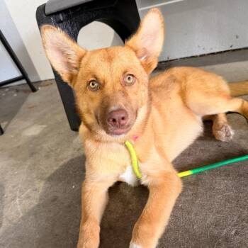 Peach -  Husky and German Shepherd Dog Dog for Adoption in Tampa, Florida - Peach | PetCurious