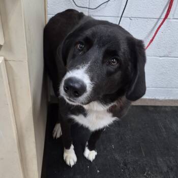 Obie -  Collie and Shepherd Dog for Adoption in Ardmore, Oklahoma - Obie | PetCurious