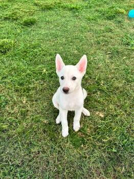 Callista -  German Shepherd Dog Dog for Adoption in Houston, Texas - Callista | PetCurious