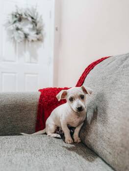 Chiweenie Dogs Available for Adoption - Polar Bear | PetCurious
