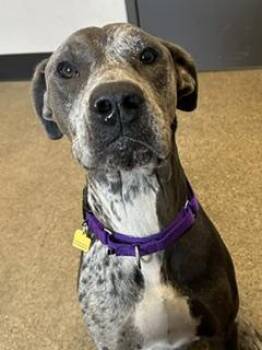 Paisley -  Great Dane Dog for Adoption in Cleveland, Ohio - Paisley | PetCurious