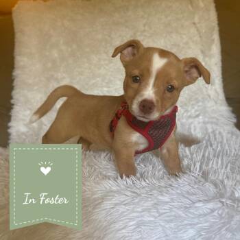 Scissors -  Chihuahua Dog for Adoption in St. Augustine, Florida - Scissors | PetCurious