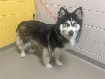 MAX -  Siberian Husky Dog for Adoption in Colorado Springs, Colorado - MAX | PetCurious