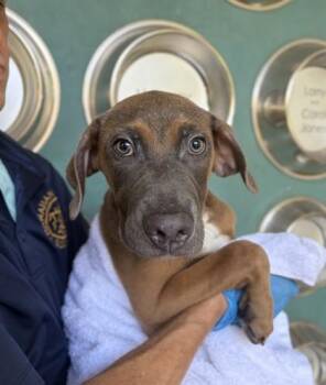 Randy -  Pit Bull Terrier and Mixed Breed Dog for Adoption in Honolulu, Hawaii - Randy | PetCurious