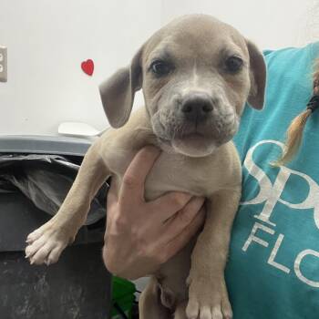 Pit Bull Terrier and Mixed Breed Dogs Available for Adoption - Nugget | PetCurious