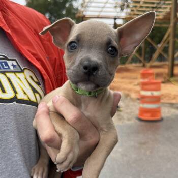 Palermo -  Pit Bull Terrier Dog for Adoption in Columbia, South Carolina - Palermo | PetCurious
