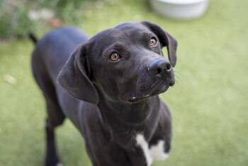 Chiweenie Dogs Available for Adoption in Gunnison, Colorado - James | PetCurious