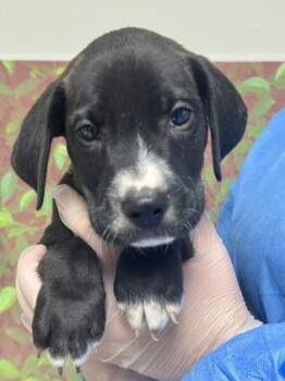 American Staffordshire Terrier and Mixed Breed Dogs Available for Adoption in San Antonio, Texas - Garlic | PetCurious