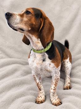 Toby -  Basset Hound and Beagle Dog for Adoption in Minneapolis, Minnesota - Toby | PetCurious