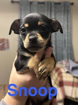 Chihuahua and Miniature Pinscher Dogs Available for Adoption - Snoop | PetCurious