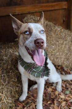 Mixed Breed Dogs Available for Adoption in Columbia, South Carolina - MERRY | PetCurious