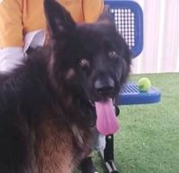 Rescue German Shepherd Dog Dogs for Adoption in Brookfield, Connecticut - Romulus | PetCurious