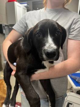 Rescue Terrier Dogs for Adoption in Hopkinsville, Kentucky - Basil | PetCurious