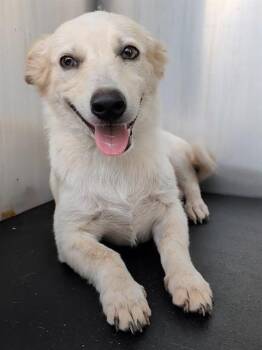 MONTI -  Dachshund and Chihuahua Dog for Adoption in San Antonio, Texas - MONTI | PetCurious