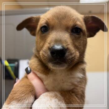 FWT Doodle -  Shepherd and Mixed Breed Dog for Adoption in Midland, Texas - FWT Doodle | PetCurious
