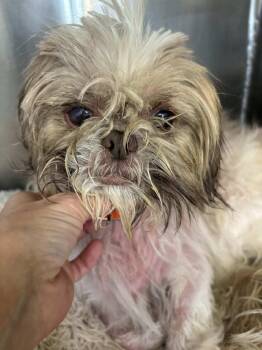 Shih Tzu Dogs Available for Adoption - Chai | PetCurious