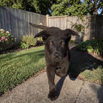 Golden Retriever and German Shepherd Dog Dogs Available for Adoption in San Diego, California - Shark Boy | PetCurious