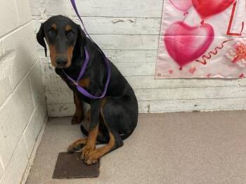 Doberman Pinscher Dogs Available for Adoption - SHYLOH | PetCurious