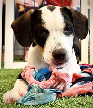 Sergey -  Hound and Black Mouth Cur Dog for Adoption in Sanford, Florida - Sergey | PetCurious