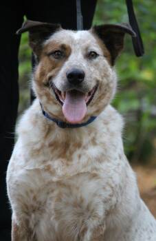 Rescue Australian Cattle Dog Blue Heeler and Border Collie Dogs for Adoption in Portage, Wisconsin - Cash | PetCurious