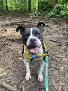 Rescue Mixed Breed Dogs for Adoption in Atlanta, Georgia - Teeny Tiny (in Foster) | PetCurious