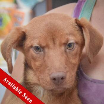 Pebble -  Black Labrador Retriever and Australian Shepherd Dog for Adoption in Huntley, Illinois - Pebble | PetCurious