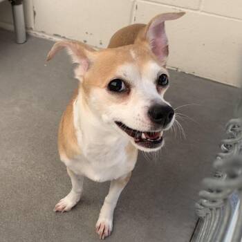 Cupcake -  Chihuahua Dog for Adoption in Reno, Nevada - Cupcake | PetCurious
