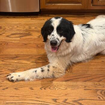 Great Pyrenees and Mixed Breed Dogs Available for Adoption in Raleigh, North Carolina - Cowboy | PetCurious
