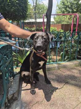 ROXIE -  Labrador Retriever Dog for Adoption in Langley Township, British Columbia - ROXIE | PetCurious