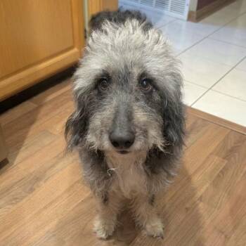 Emmett -  Schnauzer and Mixed Breed Dog for Adoption in Avon, Ohio - Emmett | PetCurious