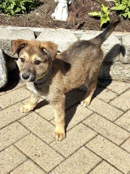 Shepherd Dogs Available for Adoption - Lucee | PetCurious